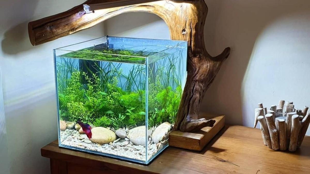 HIASAN MEJA - Benda-benda ini menurut feng shui membantu mengaktifkan kemakmuran, menarik keberuntungan, dan menciptakan kesuksesan dalam karier.
