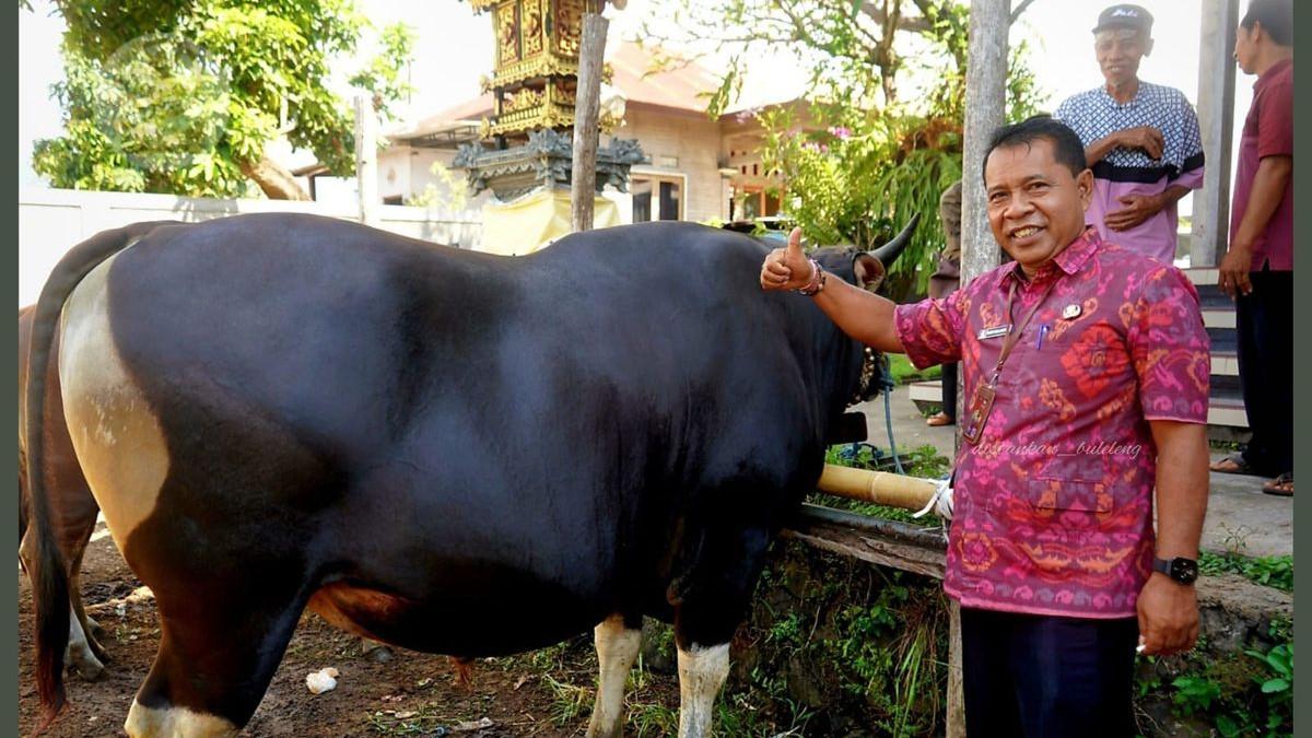 SAPI KURBAN PRABOWO - Dinas Pertanian Kabupaten Buleleng saat mengecek sapi milik peternak Desa Petandakan, Kecamatan Buleleng, Kabupaten Buleleng, Bali, yang dibeli untuk kurban Idul Adha 1447 Hijriah/2026 Presiden RI, Selasa (12/5/2026)