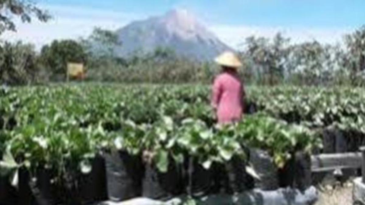 SOAL TKA GEOGRAFI - Foto ini diambil dari https://pusmendik.kemendikdasmen.go.id/tka pada Selasa (16/9/2025). Gambar tersebut menunjukkan tanaman sayuran seperti kubis, wortel, dan kentang