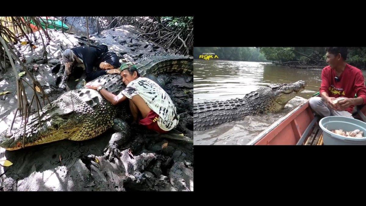 Sudah 26 Tahun Bersahabat, Pak Ambo Dapat Firasat di Malam Sebelum Buaya Riska Dievakuasi BKSDA