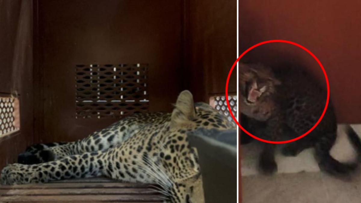 MACAN TUTUL LEPAS - Seekor macan tutul masuk ke Hotel Anugerah, Kota Bandung, Senin (6/10/2025).
