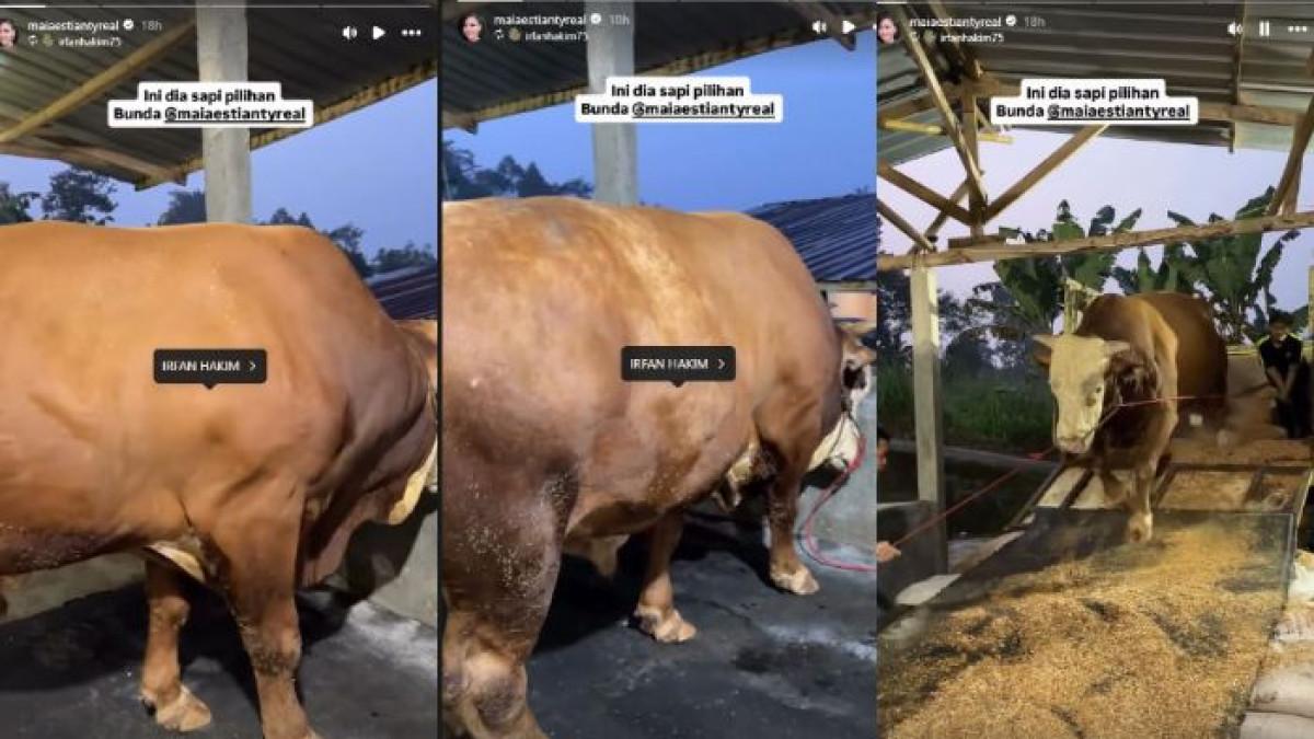 Maia Estianty beli sapi jumbo premium untuk kurban Idul Adha 2026, ternyata dibeli langsung dari peternakan Irfan Hakim.