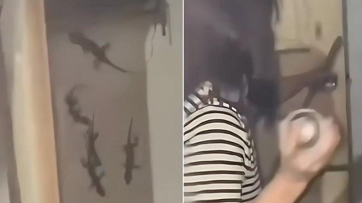 Usir Tokek di Rumahnya, Wanita Ini Merinding saat Melihat Sesuatu di Balik Pintu, Ternyata Banyak!
