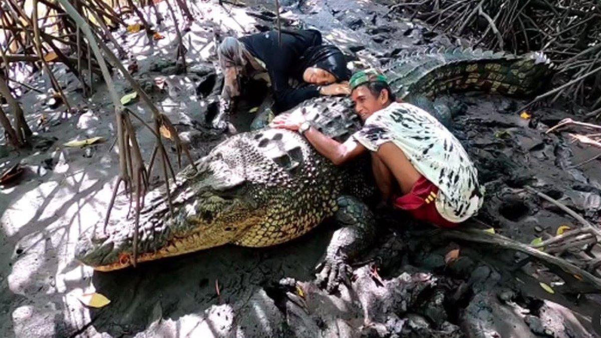 Kadung Lengket, Pak Ambo Ogah Pisah dari Buaya Riska di Bontang, Sudah Dekat Bertahun-tahun