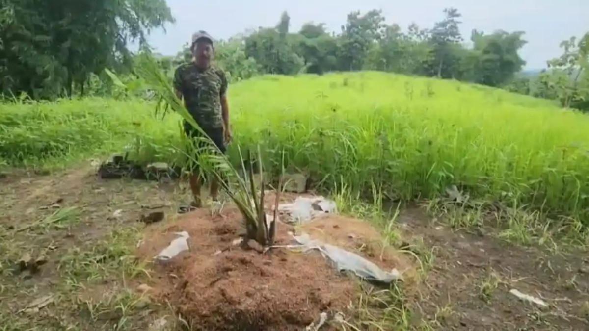 Dinas Pertanian Kabupaten Cirebon mengaku kaget dengan lahan seluas 6,5 hektare yang ditanam sawit di Desa Cigobang, Kabupaten Cirebon, Jawa Barat.