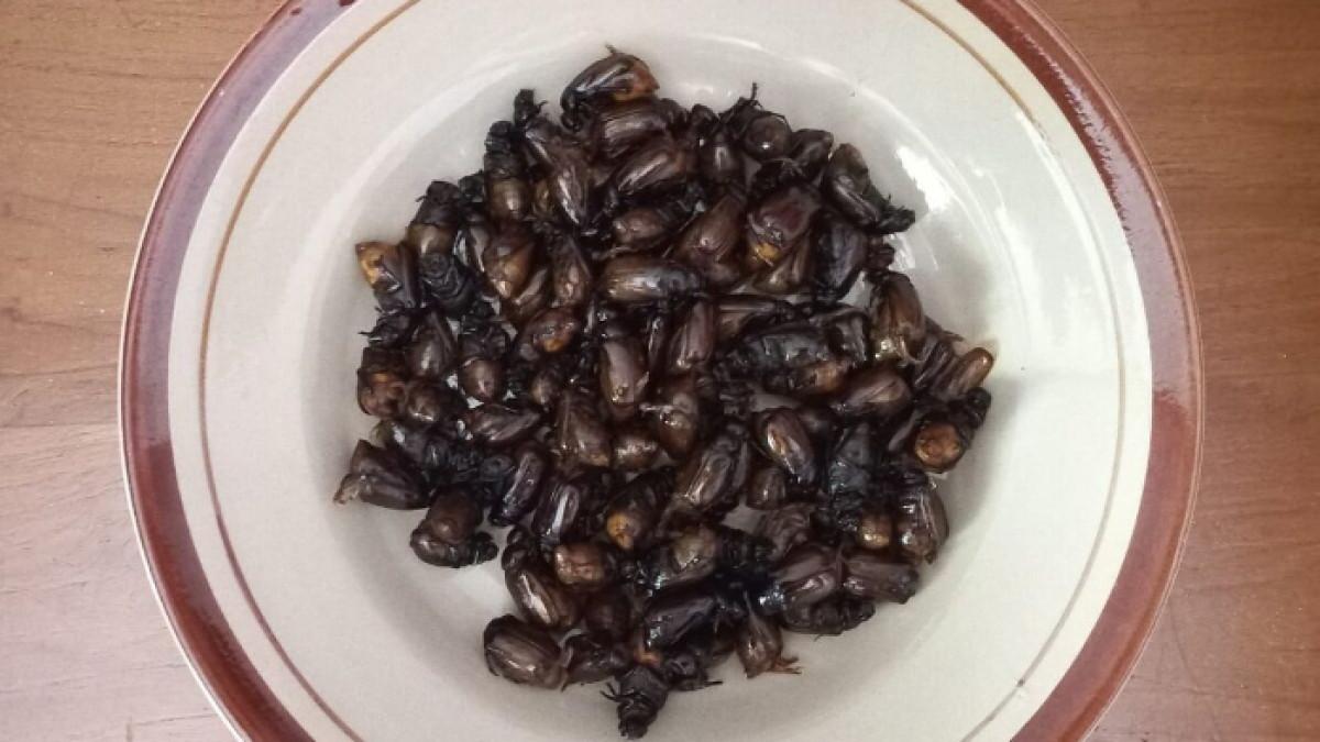 Puthul goreng hasil pencarian warga Semanu, Gunungkidul