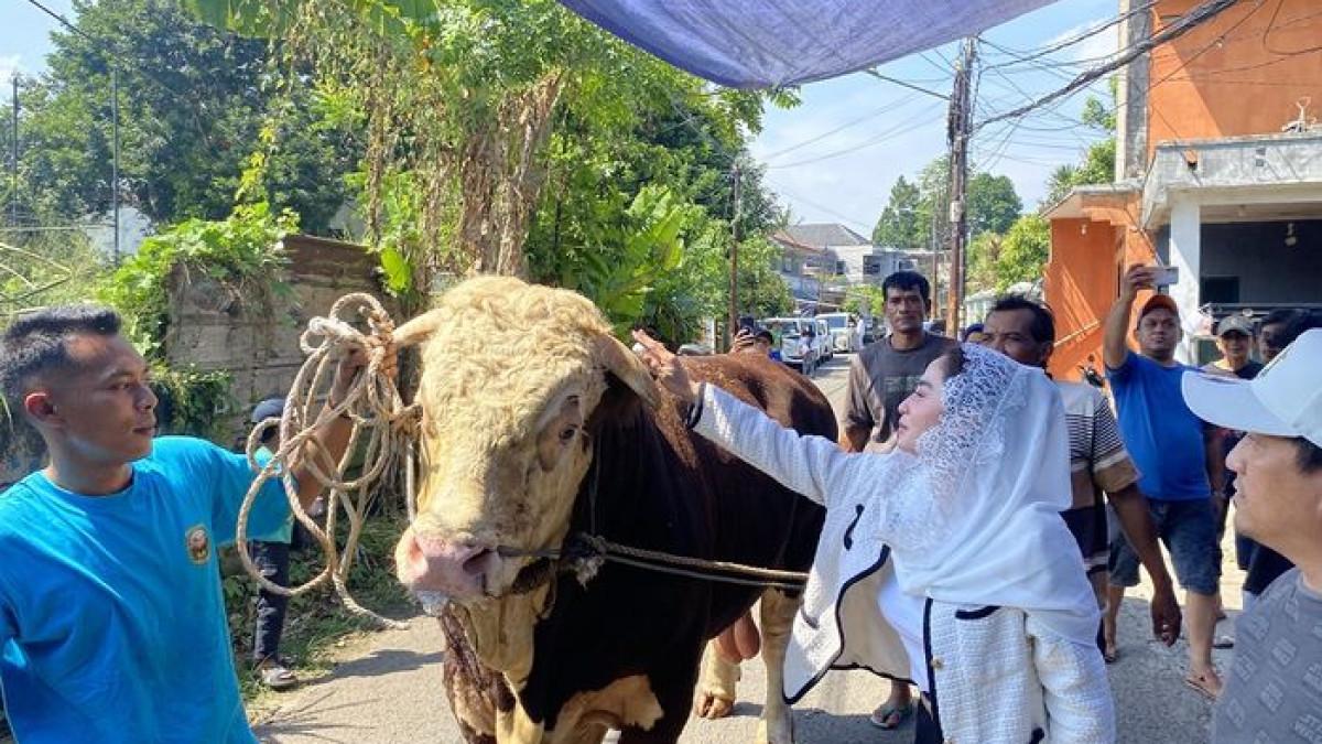 Sapi Kurban Dewi Perssik