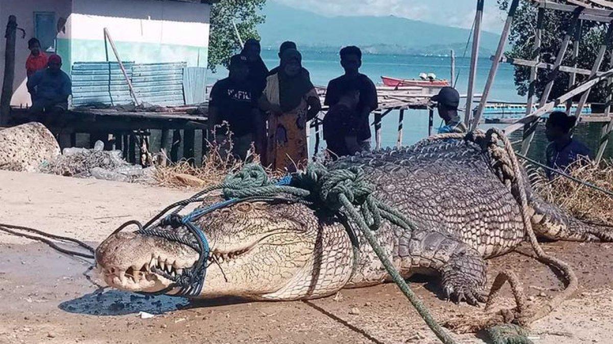 Jaring Kepiting di Pantai, Nelayan Ini Malah Dibuat Syok, Dapat Buaya 4,7 Meter 'Sangat Besar!'
