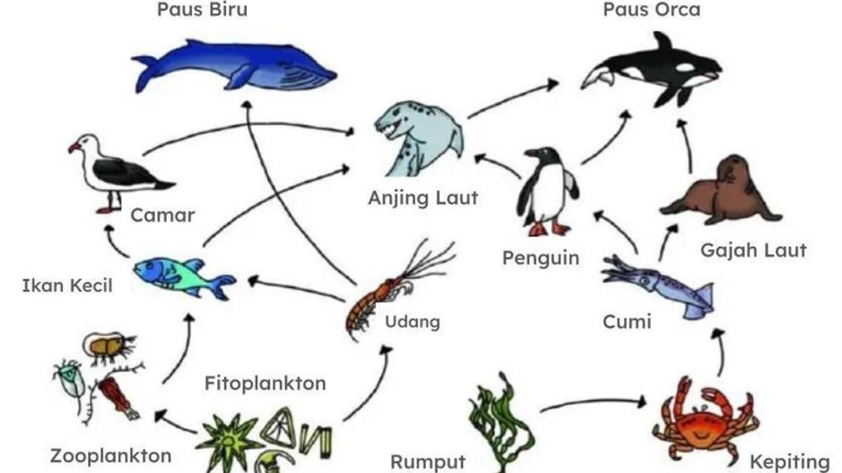 gambar sebuah ekosistem laut untuk soal TKA Biologi SMA kelas 12