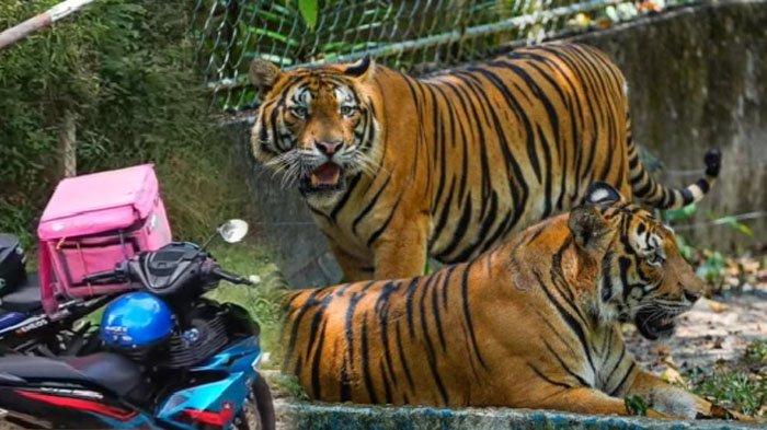 NIAT Antar Paket, Kurir Ini Malah Dikejar Harimau, Syok Kucing Besar Sudah Dekat: Ingin Menerkam