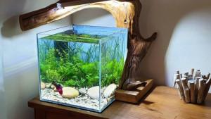 Benda-benda-ini-menurut-feng-shui-membantu-mengaktifkan-kemakmuran-3.jpg