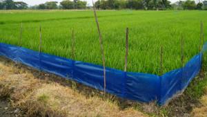 Lahan-tanam-padi-di-Desa-Jurangjero.jpg