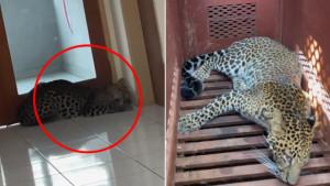MACAN-TUTUL-LEPAS-Geger-macan-tutul-masuk-ke-Hotel-Anugerah-Kota-Bandung-Senin-6102025.jpg