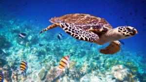 Penyu-sisik-Eretmochelys-imbricate.jpg