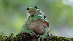 Seorang-wanita-lanjut-usia-menelan-8-ekor-katak-hidup-hidup.jpg