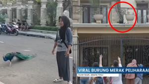 Suasana-perumahan-elite-Duren-Sawit-Jakarta-Timur-karena-ada-burung-merak.jpg