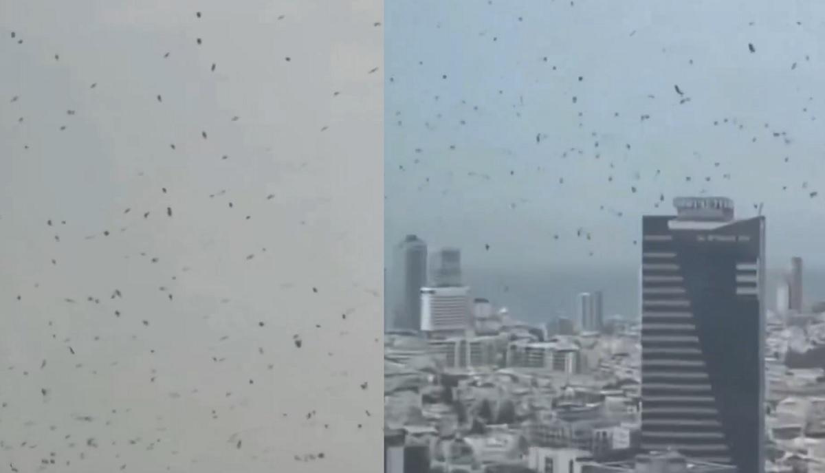 Capture-unggahan-X-tunjukkan-kawanan-burung-gagak-terbang-di-langit-kota-Tel-Aviv-Israel.jpg