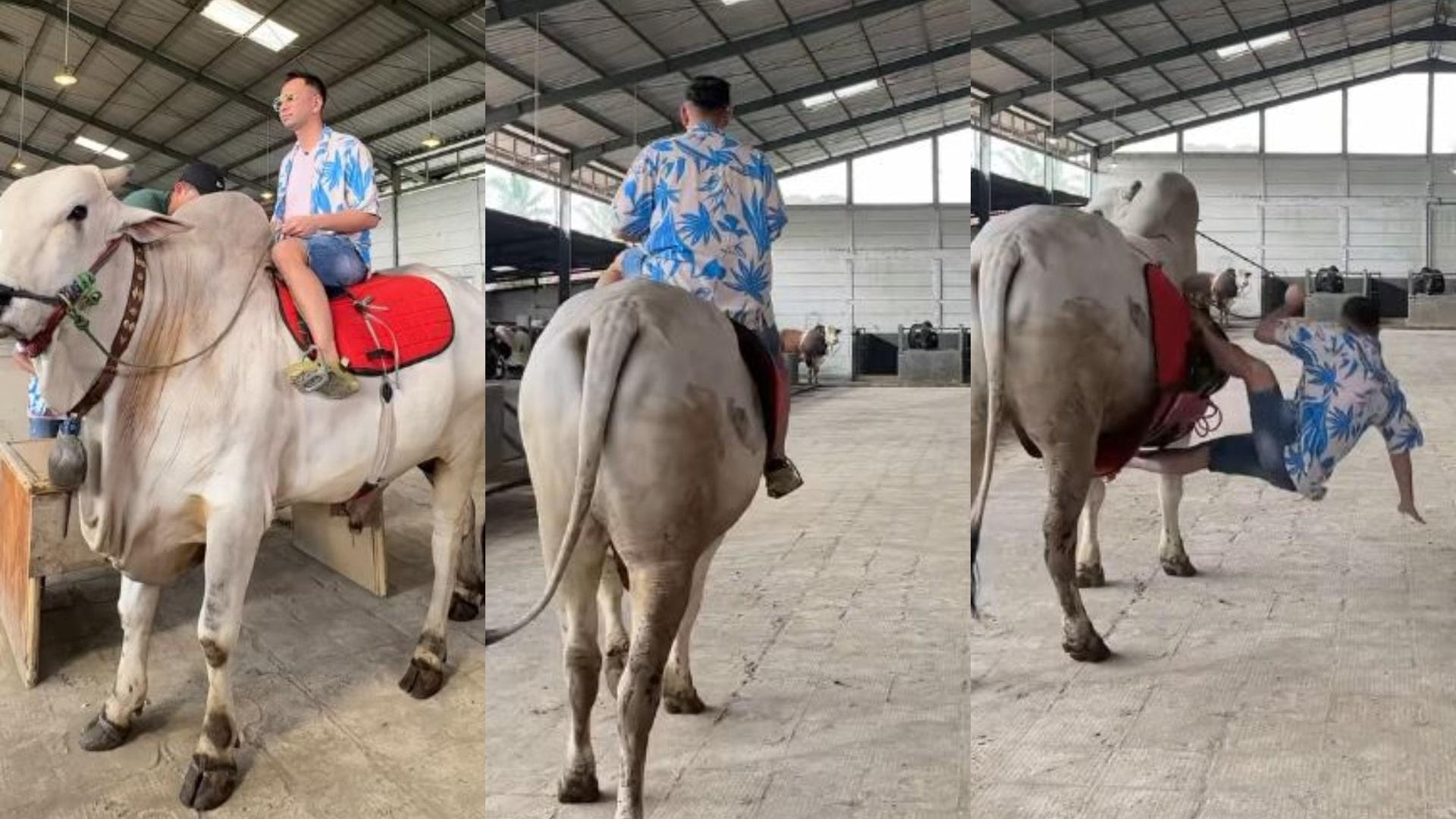 Detik-detik-Raffi-Ahmad-jatuh-dari-atas-sapi-jumbo-alami-memar-hingga-pinggulnya-bengkak.jpg