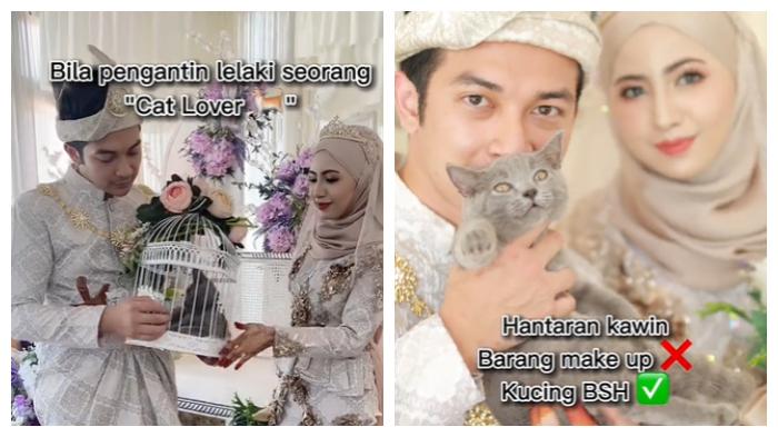 UNIK Pria Ini Beri Calon Istrinya Kucing British Shorthair sebagai Hantaran, Netizen Banyak yang Iri