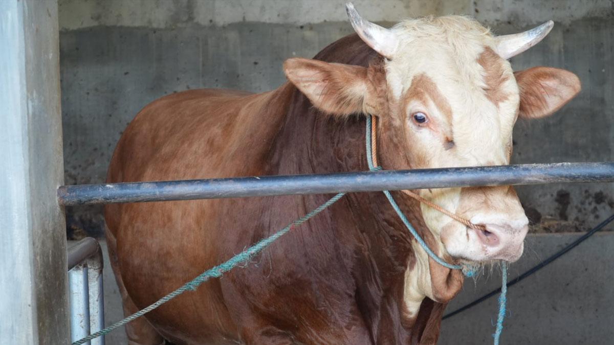 Sapi Kurban Presiden Prabowo Dibeli dari Peternak Klaten, Bobot Lebih dari 1 Ton