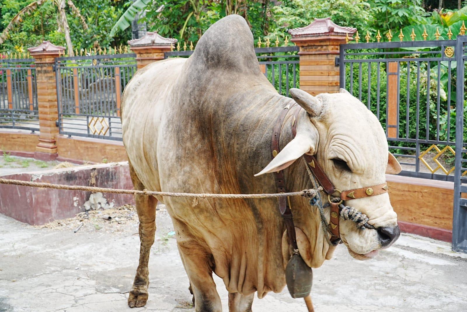 Sapi-kurban-Presiden-Prabowo-di-Klaten-Bima-Seta.jpg