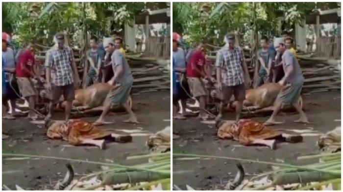 kakek-sholeh-mendadak-ambruk-saat-lihat-sapinya-disembelih.jpg
