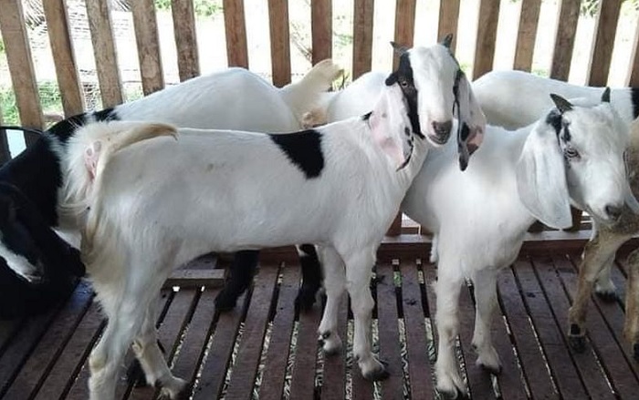 Idul Adha 2022, Ini Tips Menghilangkan Bau Prengus Daging Kambing, Salah Satunya Jangan Cuci Daging