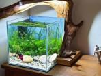 Benda-benda-ini-menurut-feng-shui-membantu-mengaktifkan-kemakmuran-3.jpg