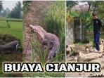 Buaya-yang-kabur-di-Cianjur-buaya-jenis-Muara-ini-disebut-bisa-mencapai.jpg