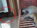 MACAN-TUTUL-LEPAS-Geger-macan-tutul-masuk-ke-Hotel-Anugerah-Kota-Bandung-Senin-6102025.jpg