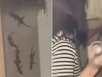 Momen-seorang-wanita-mengusir-tokek-yang-berada-di-balik-pintu-rumahnya.jpg
