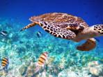 Penyu-sisik-Eretmochelys-imbricate.jpg