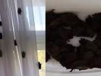 Ratusan-kelelawar-masuk-ke-kamar-hotel-para-tamu-dibuat-kaget.jpg