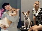 artis-korea-yang-adopsi-anjing-terlantar-termasuk-lee-do-hyun-dan-rose-blackpink.jpg