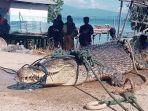 buaya-muara-yang-tertangkap-nelayan-kepiting-di-perairan-desa-bulalo-kecamatan.jpg
