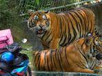 ilustrasi-harimau-dan-motor-kurir-pengantar-makanan.jpg