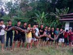 mangsa-babi-hutan-ular-piton-enam-meter-ditangkap-warga-lewaja-enrekang-rabu-3032022.jpg