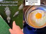 pasangan-di-malaysia-goreng-telur-buaya-untuk-dijadikan-lauk.jpg