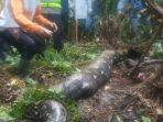 warga-saat-menangkap-ular-yang-memangsa-ibu-penyadap-karet.jpg