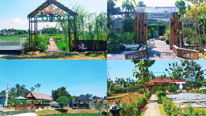 Suasana wisata Jati Agro Farming, Jatimulyo, Lampung Selatan. 