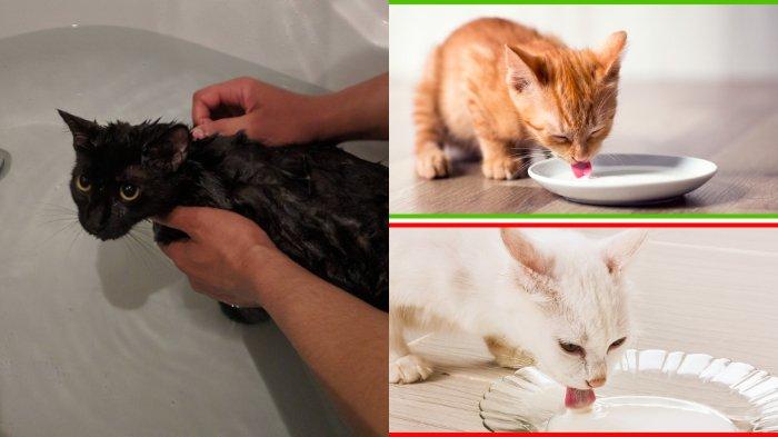 10 Kesalahan dalam Memelihara Kucing dan Harus Segera Dihindari, Memandikan hingga Memberi Susu
