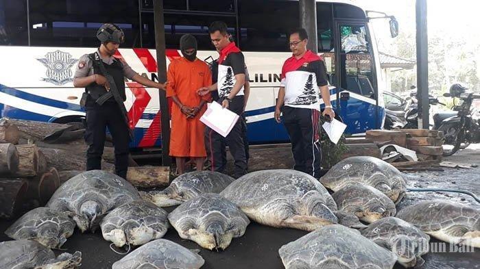 Tahwan Mengaku Diminta Seseorang Menampung Sementara 13 Ekor Penyu, Upahnya Hanya Rp 100 Ribu