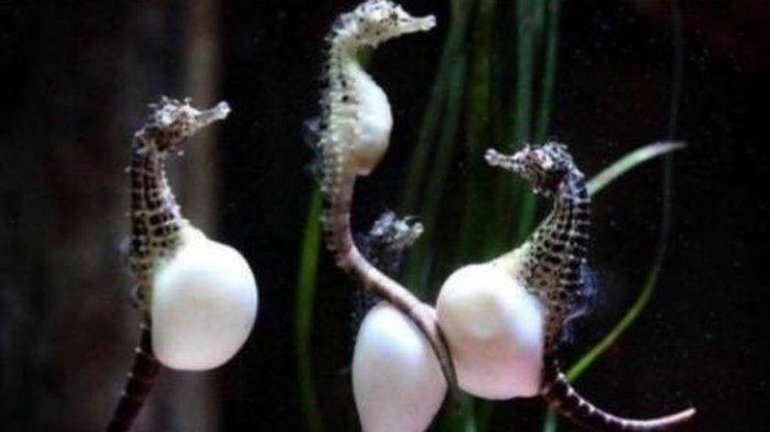 Potret 20 Hewan yang sedang Hamil & Berperut Buncit, dari Kuda Laut hingga Semut, Intip Kelucuannya!