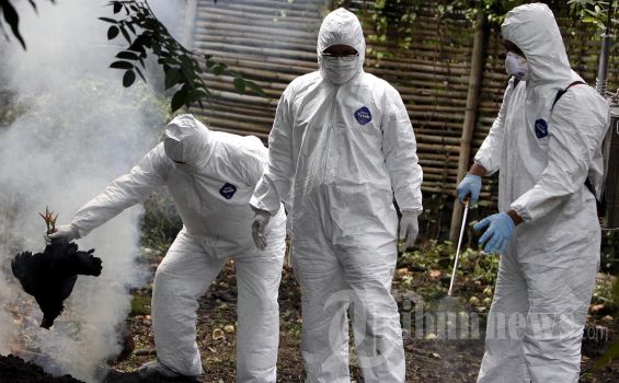 Dinas Peternakan Semprot Daerah Suspect Flu Burung