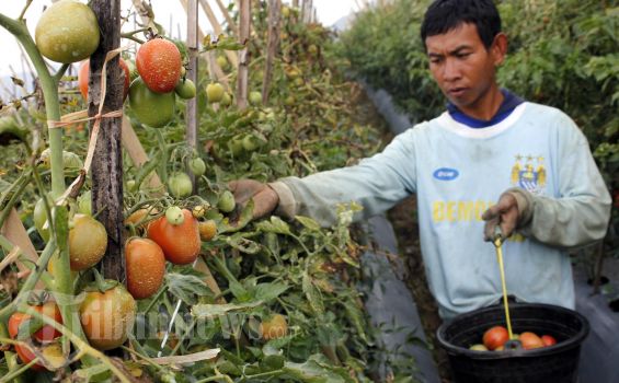 Trik Menyimpan Tomat Agar Tetap Segar dan Tidak Cepat Busuk