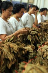 APTI Pertanyakan ICW Terlibat Kampanye Anti-Rokok