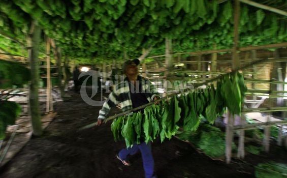 Tanaman Tembakau di Ponorogo Diserang Hama