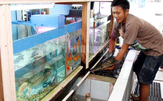 Tingkatkan Konsumsi Ikan, KKP Operasikan Mobil Pintar