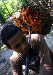 Ekonomi Sumut Tumbuh 6,3 Persen