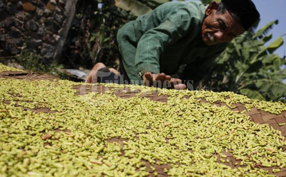 300 Kilogram Cengkih Kering Milik Arif Digasak Maling